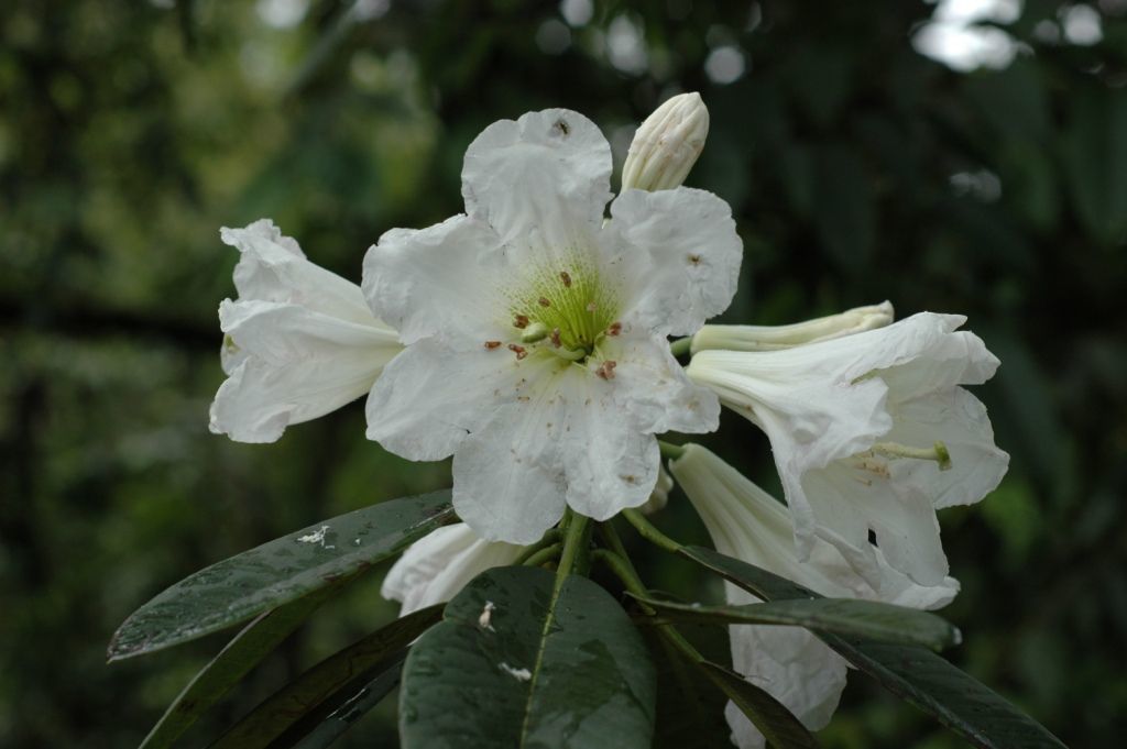 Plancia ëd Rhododendron decorum Franch.