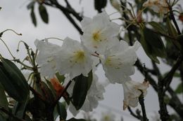 Plancia ëd Rhododendron decorum Franch.