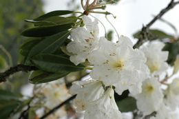 Plancia ëd Rhododendron decorum Franch.