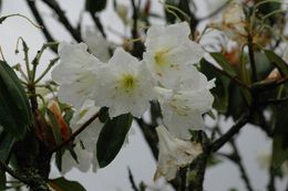 Plancia ëd Rhododendron decorum Franch.