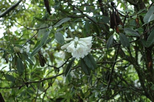 Image of Rhododendron decorum Franch.