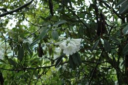 Plancia ëd Rhododendron decorum Franch.