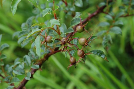 Imagem de Rosa longicuspis Bertol.