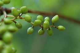 Image of Toxicodendron grandiflorum C. Y. Wu & T. L. Ming