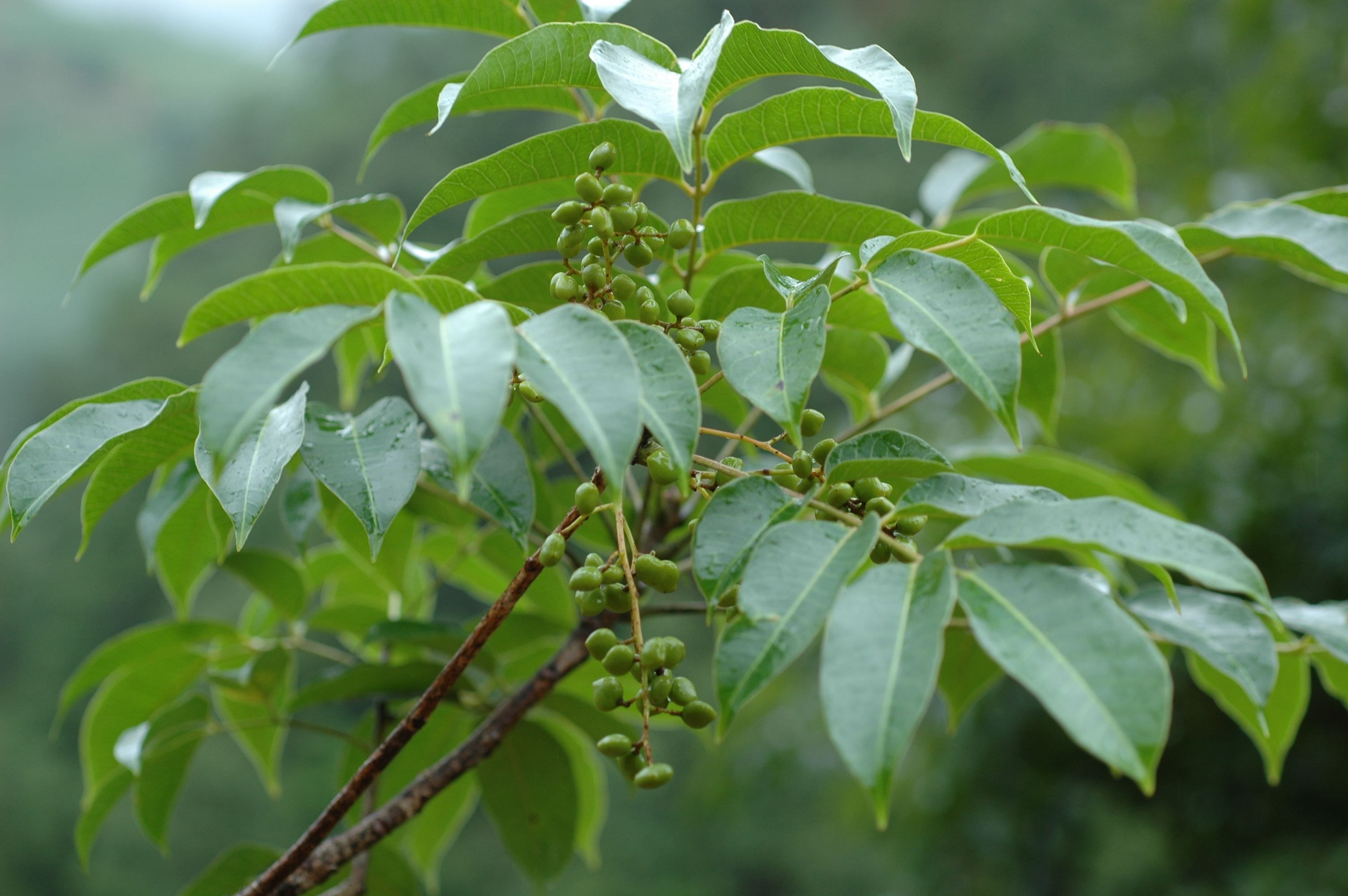 Image of Toxicodendron grandiflorum C. Y. Wu & T. L. Ming