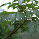 Sivun Toxicodendron grandiflorum C. Y. Wu & T. L. Ming kuva