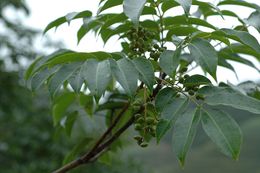 Image of Toxicodendron grandiflorum C. Y. Wu & T. L. Ming