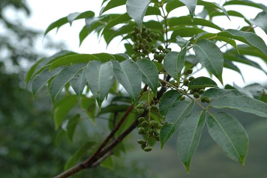 Слика од Toxicodendron grandiflorum C. Y. Wu & T. L. Ming