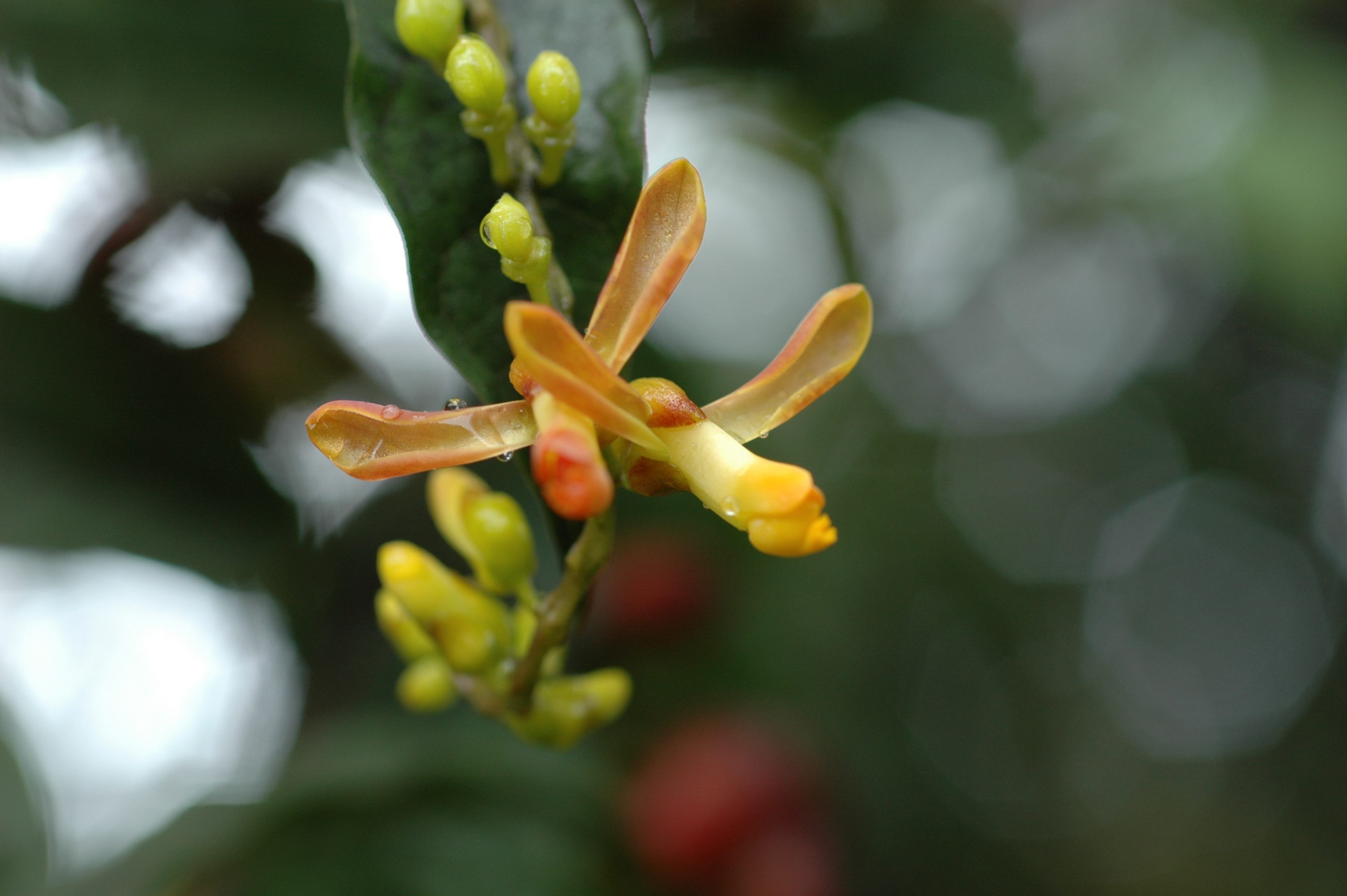 Sivun Polygala arillata Buch.-Ham. ex D. Don kuva