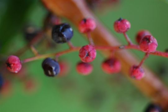 Sivun Coriaria nepalensis Wall. kuva