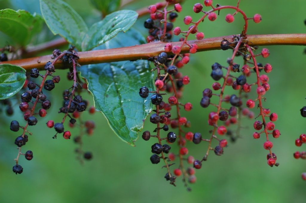 Sivun Coriaria nepalensis Wall. kuva