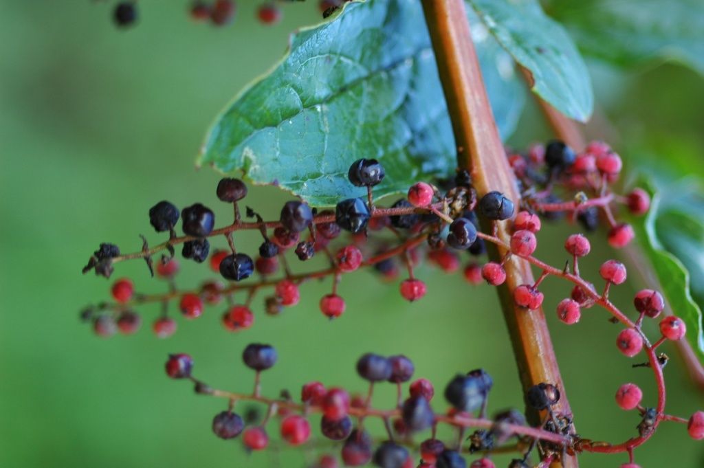 Imagem de Coriaria nepalensis Wall.