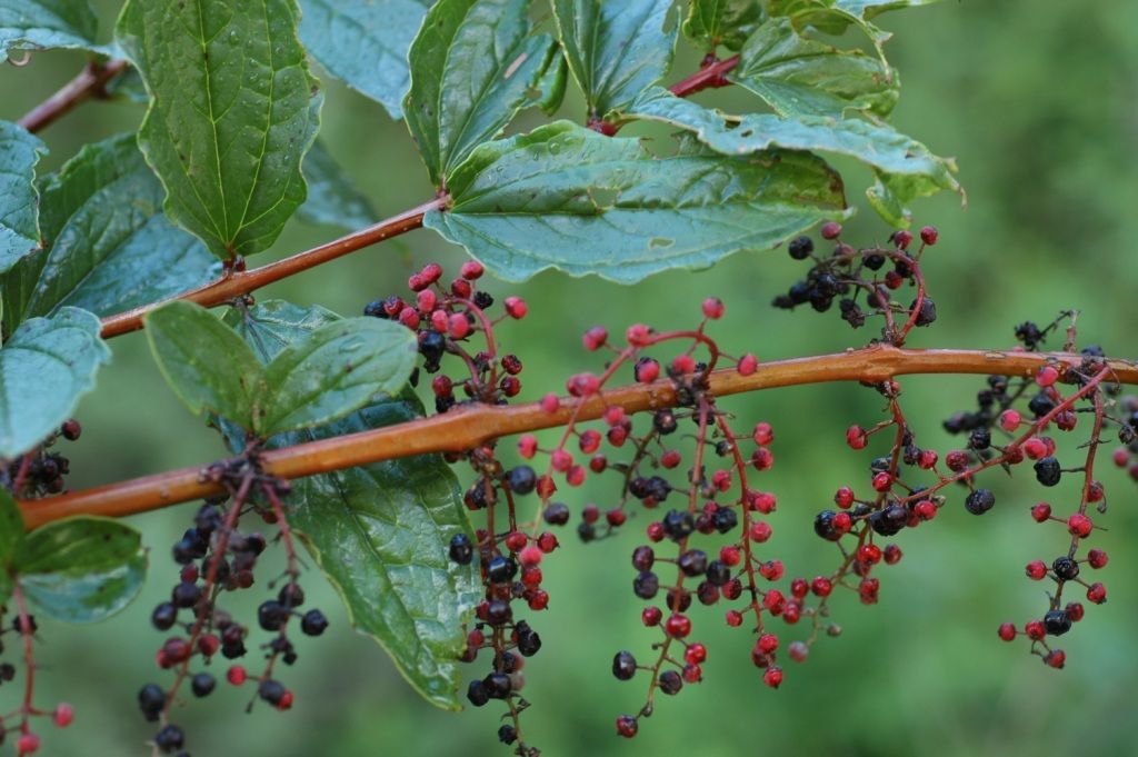 Sivun Coriaria nepalensis Wall. kuva