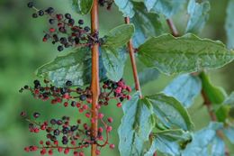 Imagem de Coriaria nepalensis Wall.