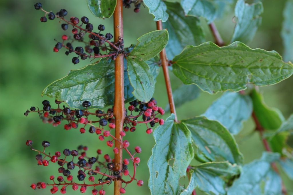 Sivun Coriaria nepalensis Wall. kuva