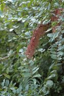 Image of Coriaria nepalensis Wall.