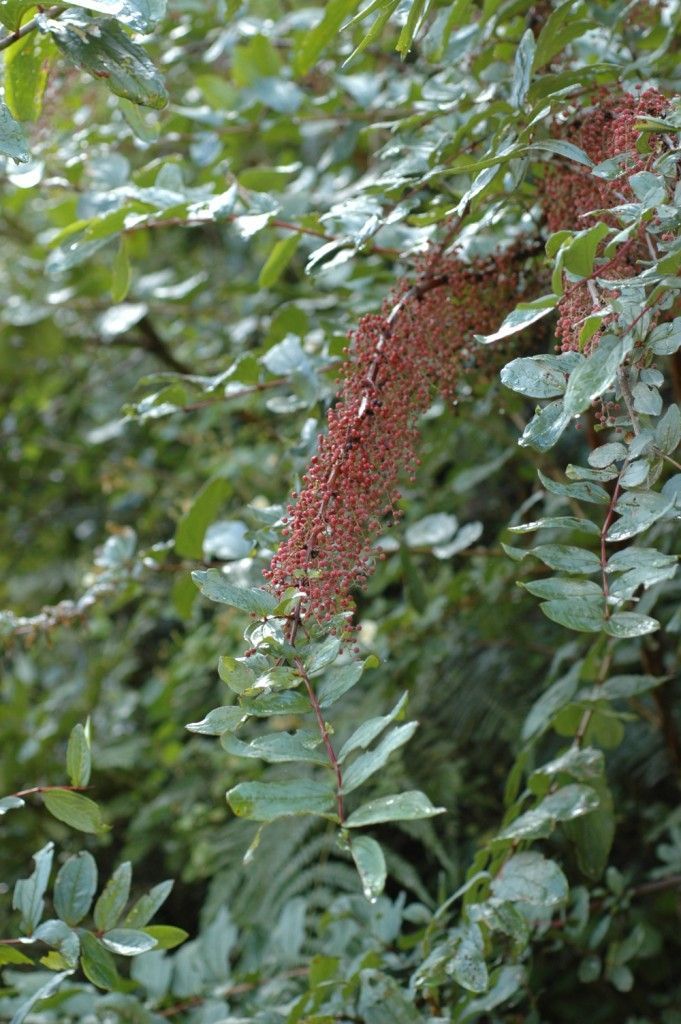 Imagem de Coriaria nepalensis Wall.