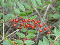 Coriaria terminalis Hemsl. resmi