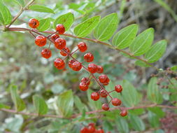 Imagem de Coriaria terminalis Hemsl.