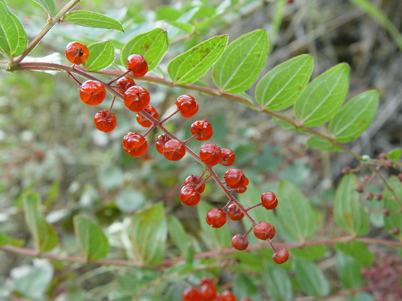 Sivun Coriaria terminalis Hemsl. kuva