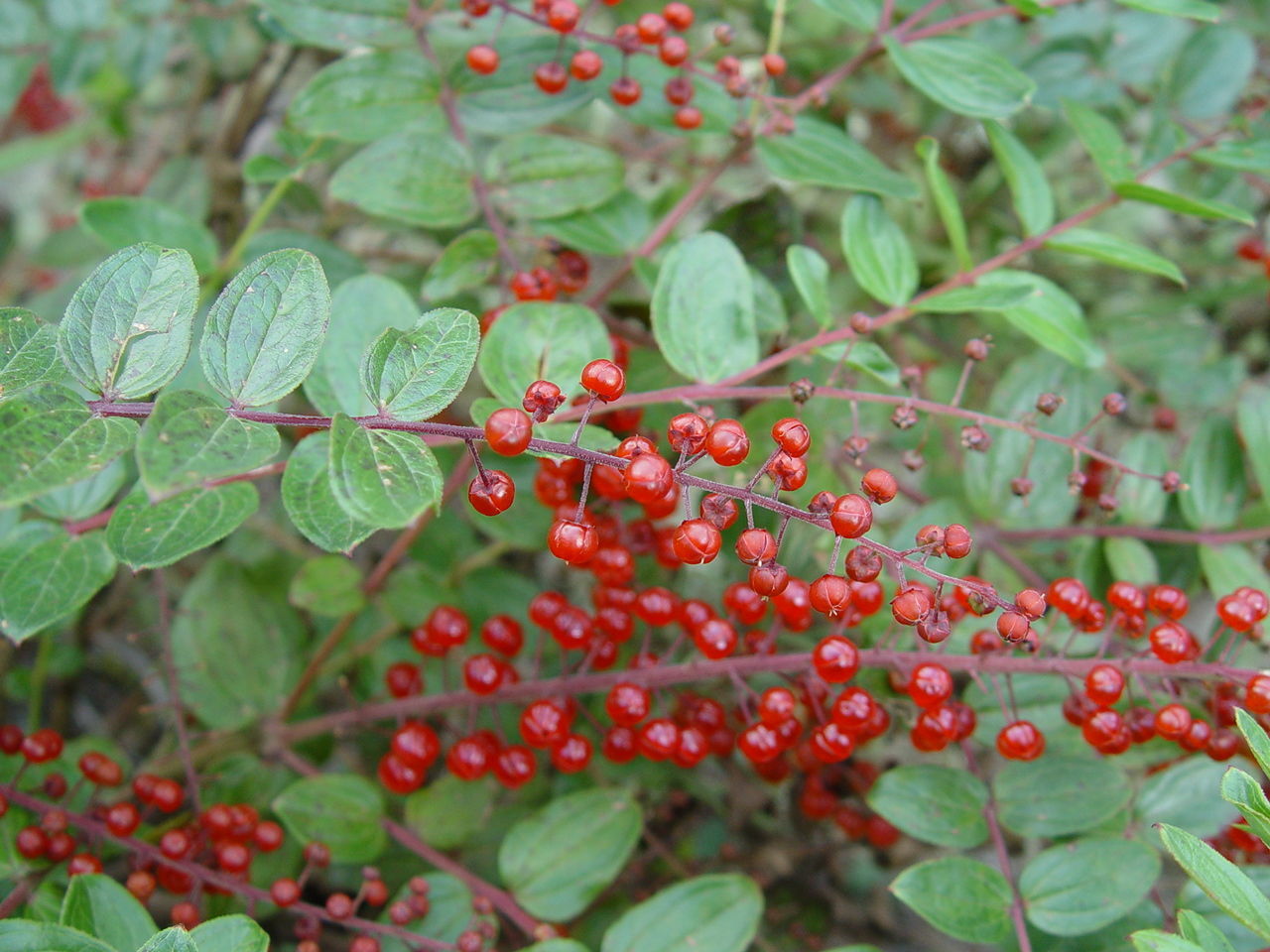 Coriaria terminalis Hemsl. resmi