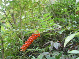 Image of Coriaria terminalis Hemsl.