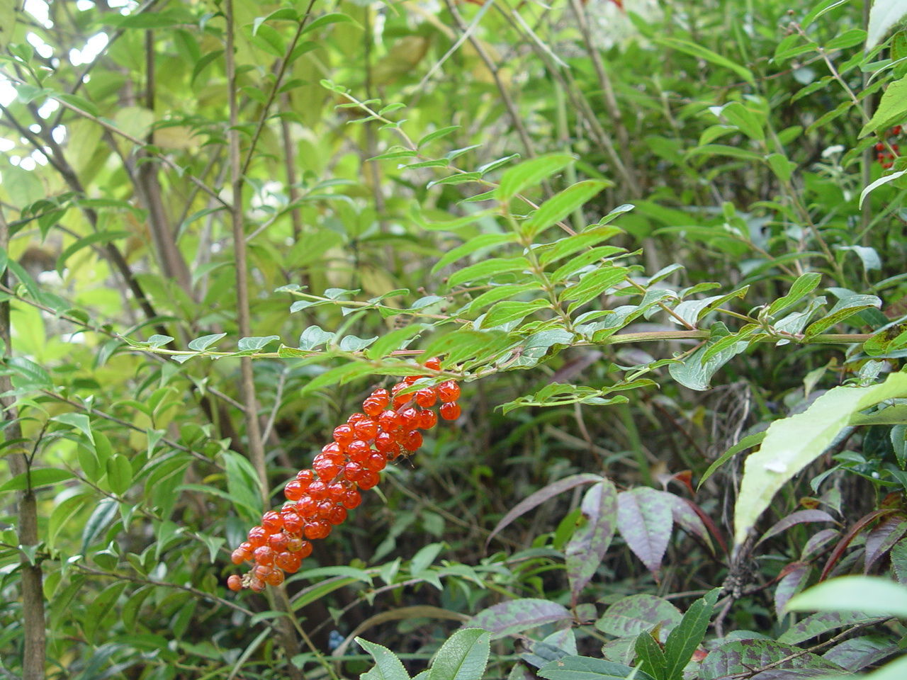 Coriaria terminalis Hemsl. resmi