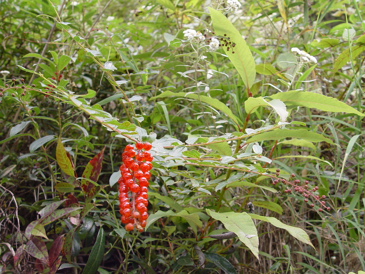 Coriaria terminalis Hemsl. resmi