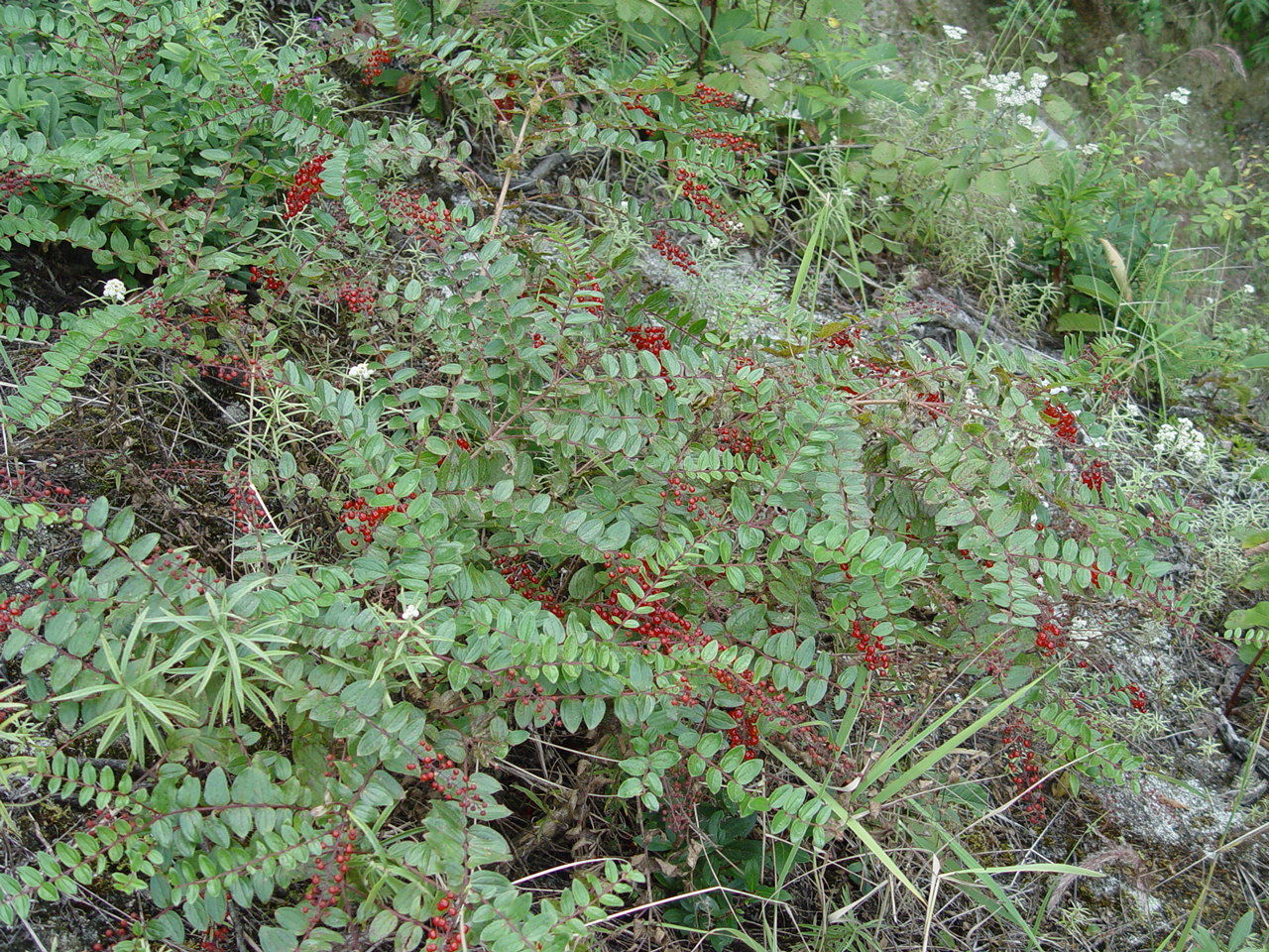 Image of Coriaria terminalis Hemsl.