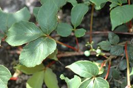 Image de Parthenocissus dalzielii Gagnepain