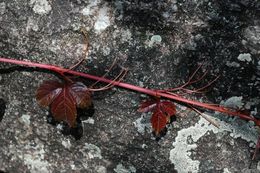 Image de Parthenocissus dalzielii Gagnepain