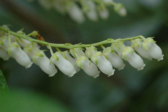 Image of Lyonia ovalifolia (Wall.) Drude