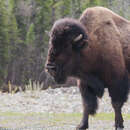 Image of Bison bison athabascae