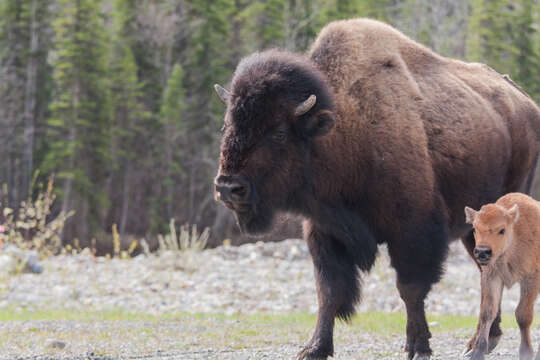 Image of Bison bison athabascae