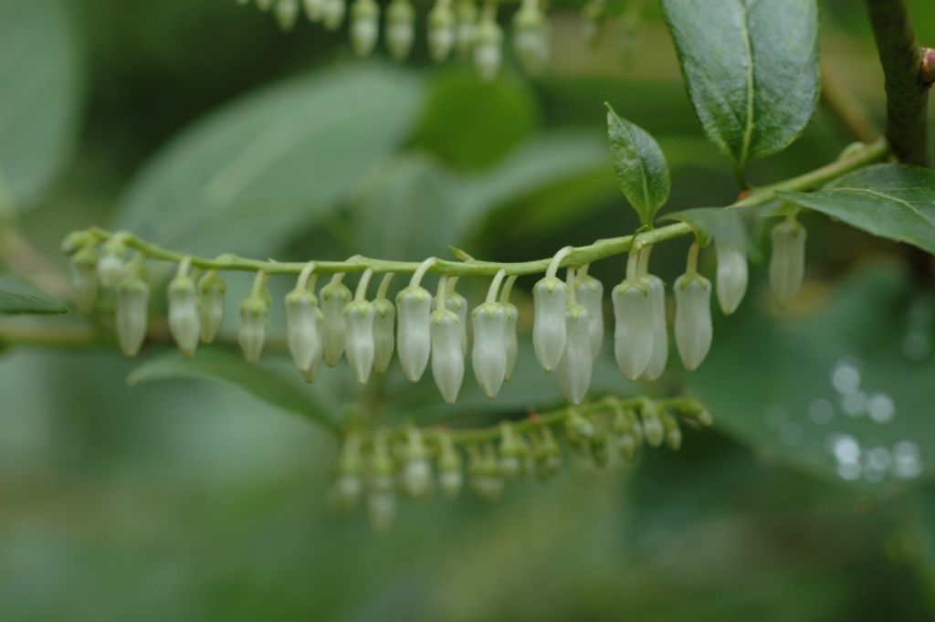 Image of Lyonia ovalifolia (Wall.) Drude