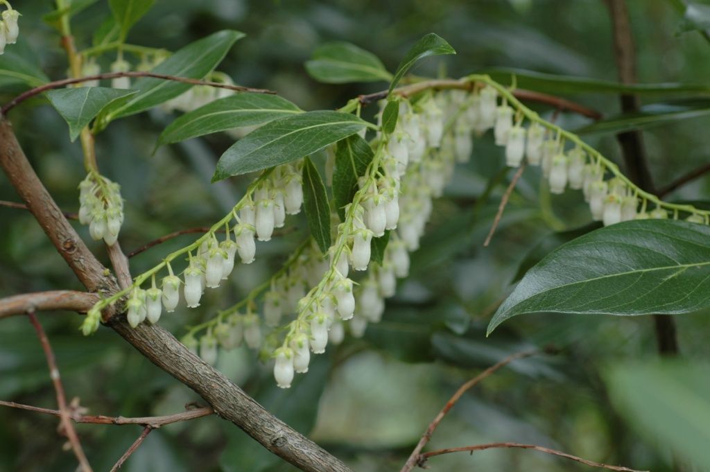 Image of Lyonia ovalifolia (Wall.) Drude