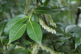 Imagem de Lyonia ovalifolia (Wall.) Drude