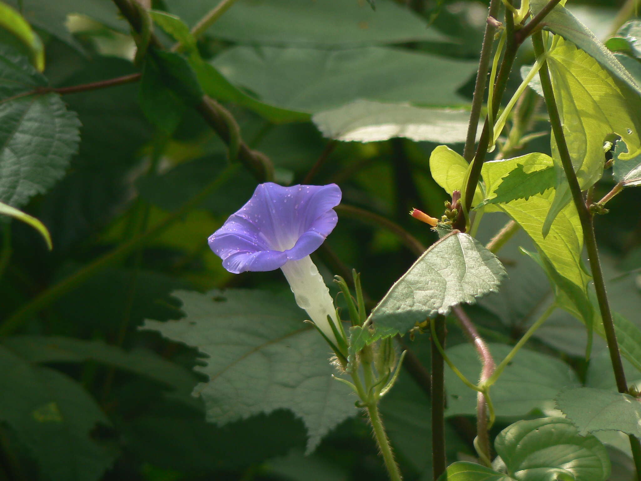 Image of whiteedge morning-glory