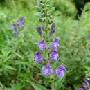 Scutellaria baicalensis Georgi resmi