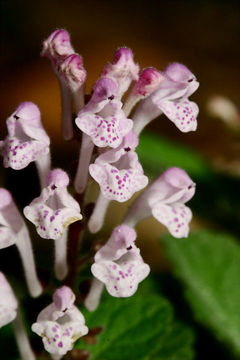 Sivun Scutellaria indica L. kuva