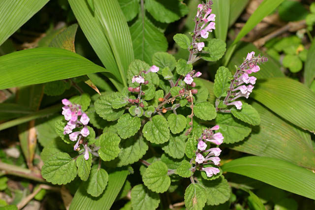 Sivun Scutellaria indica L. kuva