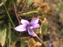 Image of Viola yedoensis Makino