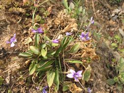 Image of Viola yedoensis Makino