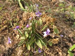 Image of Viola yedoensis Makino