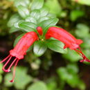 صورة Aeschynanthus buxifolius Hemsley