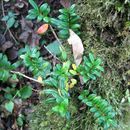 Image of Aeschynanthus buxifolius Hemsley