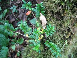 Слика од Aeschynanthus buxifolius Hemsley