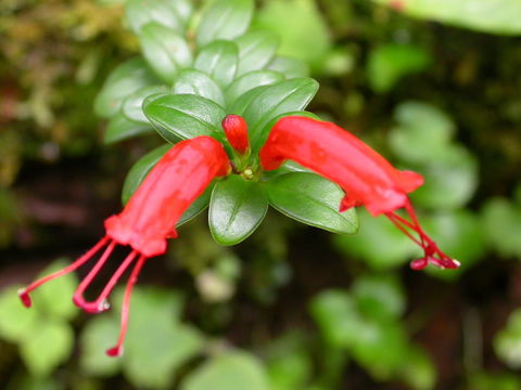 Слика од Aeschynanthus bracteatus Wall. ex DC.