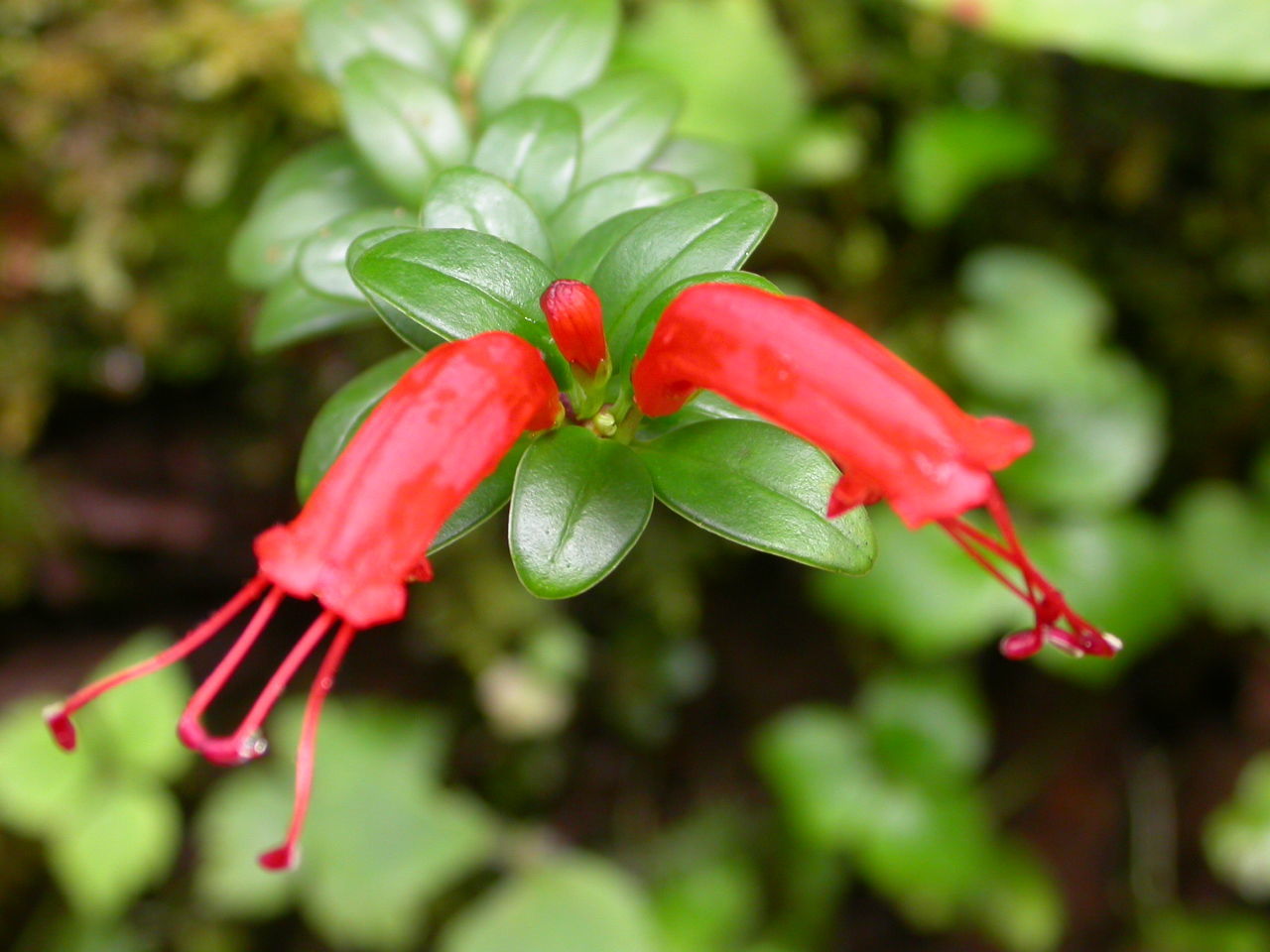 Image of Aeschynanthus bracteatus Wall. ex DC.