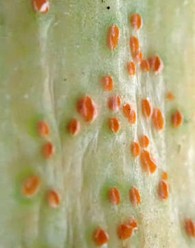 Image of Puccinia porri (Sowerby) G. Winter 1881